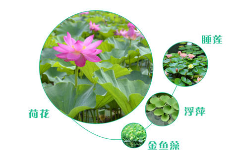 如何選擇污水處理工程的人工濕地植物？